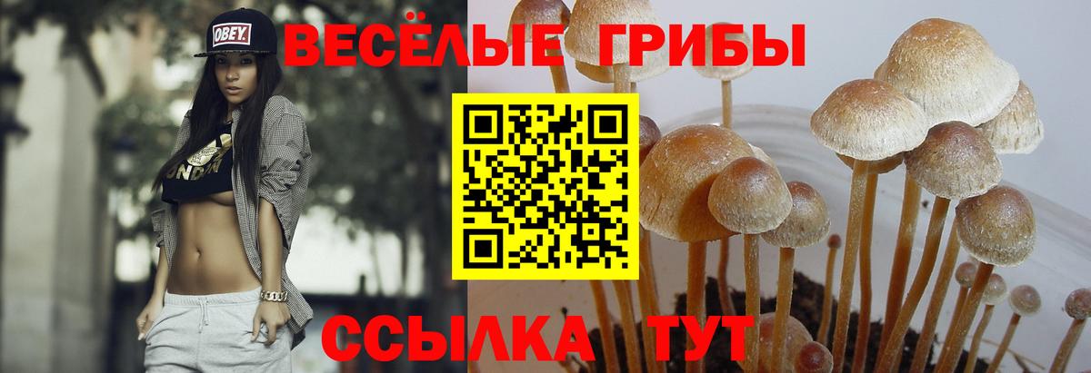 Псилоцибиновые грибы Magic Shrooms  Вход с VPN  продажа наркотиков  Псилоцибиновые грибы MAGIC MUSHROOMS  Киселёвск 